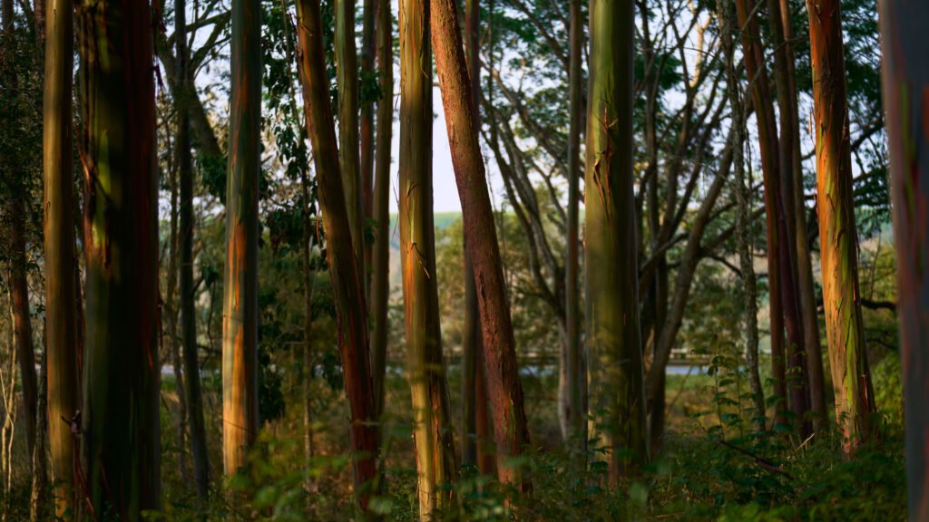 The Future of Work and Computing: Why Price Elasticity Matters and How Space Data Centers Could Work